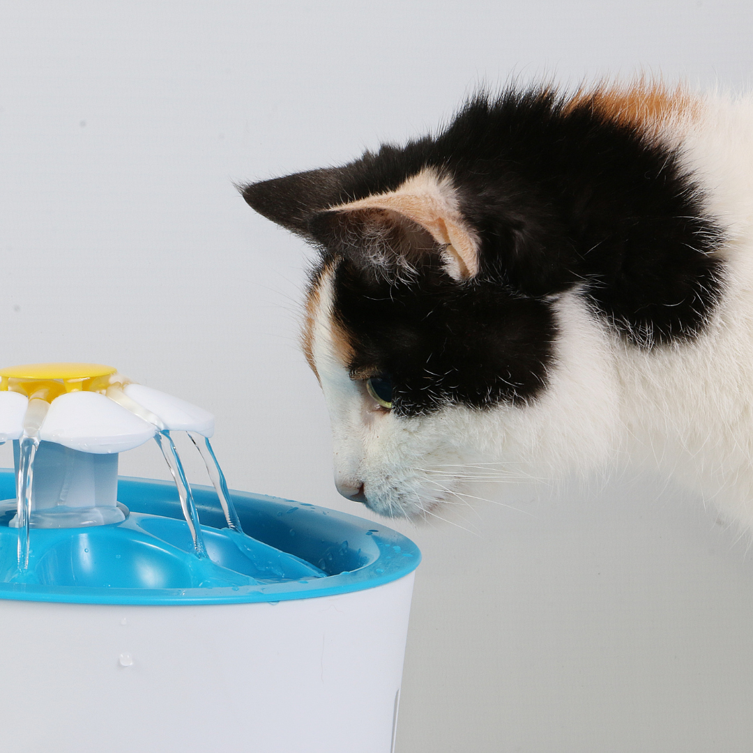 Pienso para gatos con problemas renales: qu&eacute; debes saber